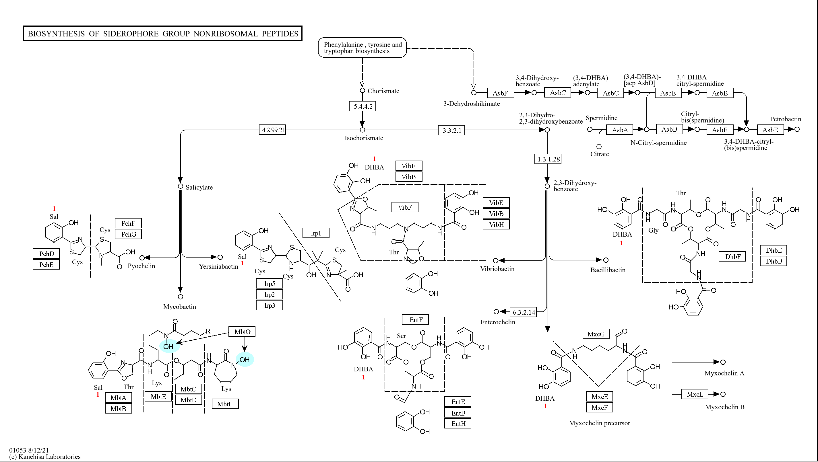 KEGG PATHWAY Biosynthesis of siderophore group nonribosomal peptides