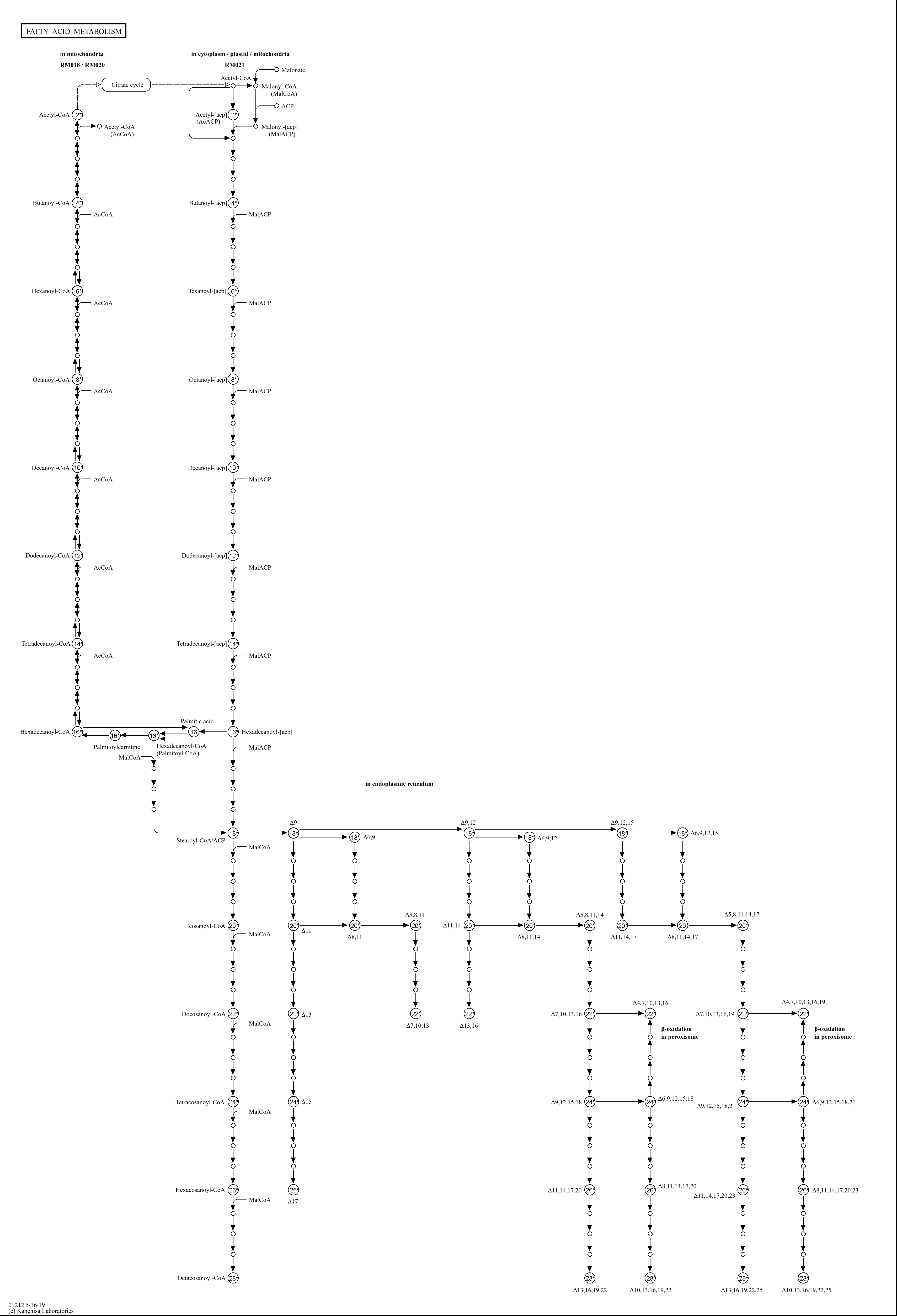 kegg-pathway-fatty-acid-metabolism-reference-pathway