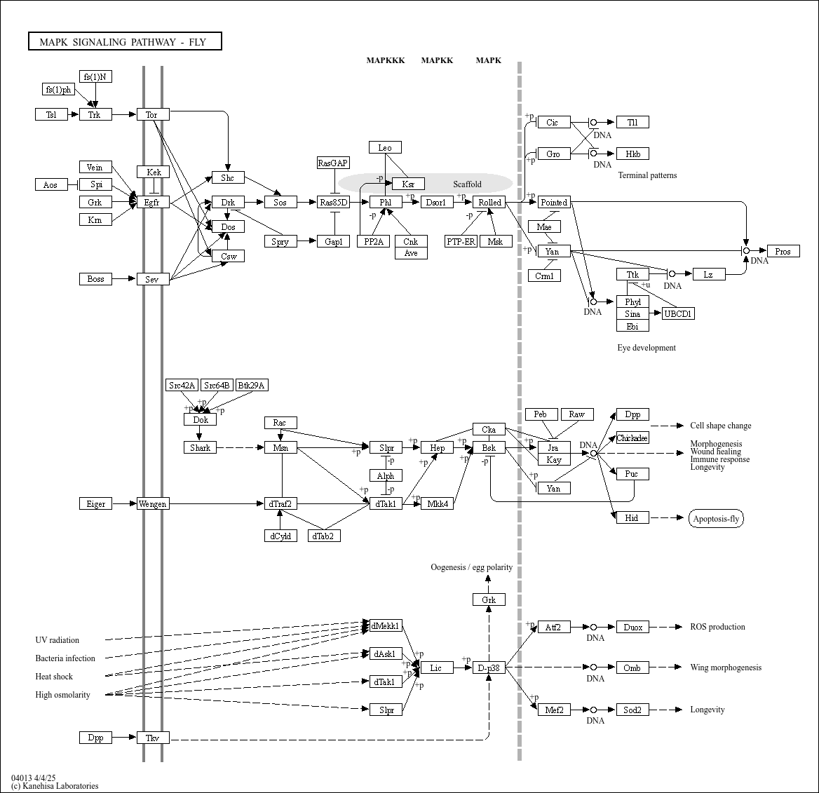 KEGG PATHWAY MAPK signaling pathway fly Reference pathway