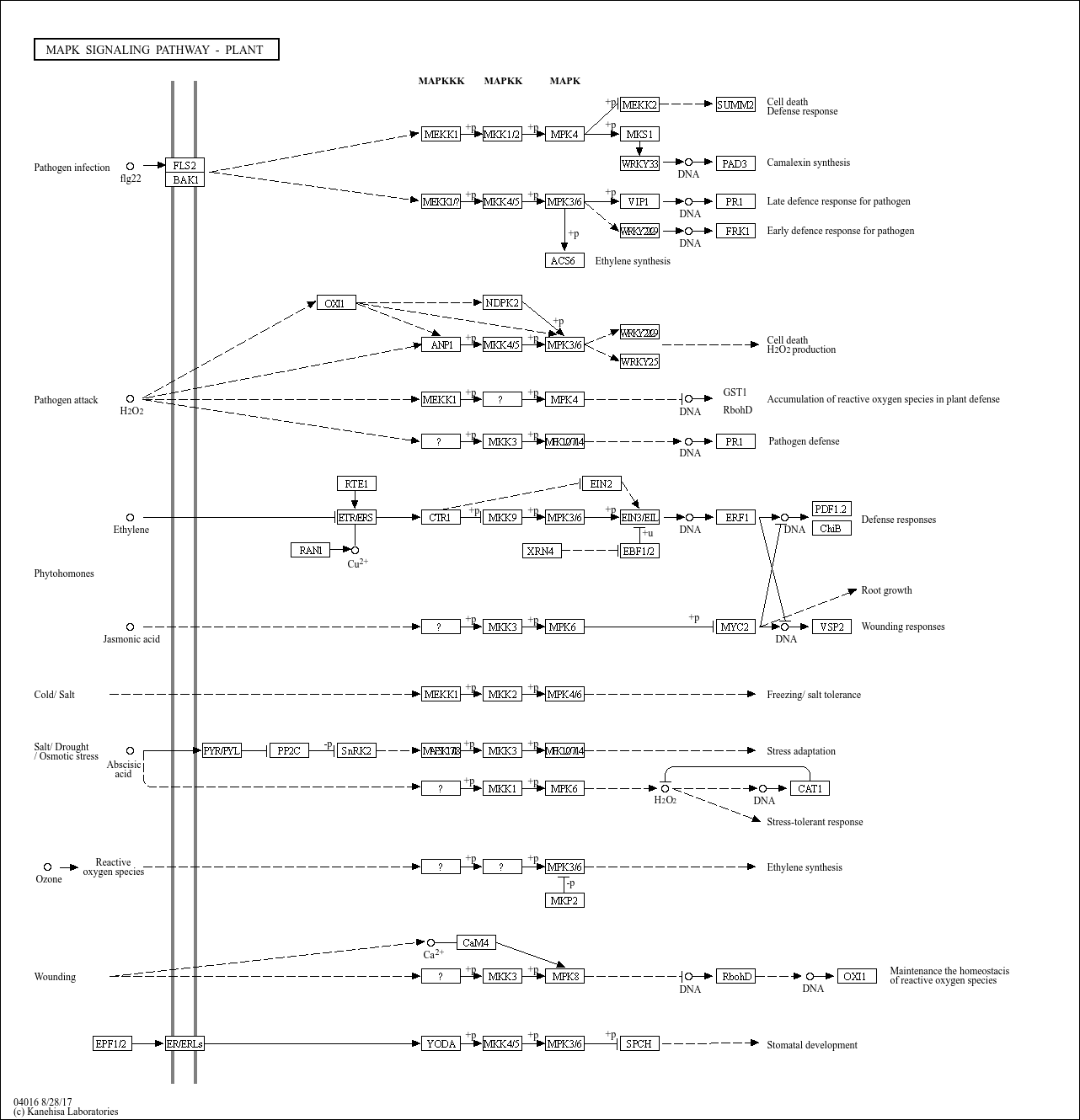 KEGG PATHWAY: MAPK signaling pathway - plant - Reference pathway KEGG PATHWAY: MAPK signaling pathway - plant - Reference pathway
