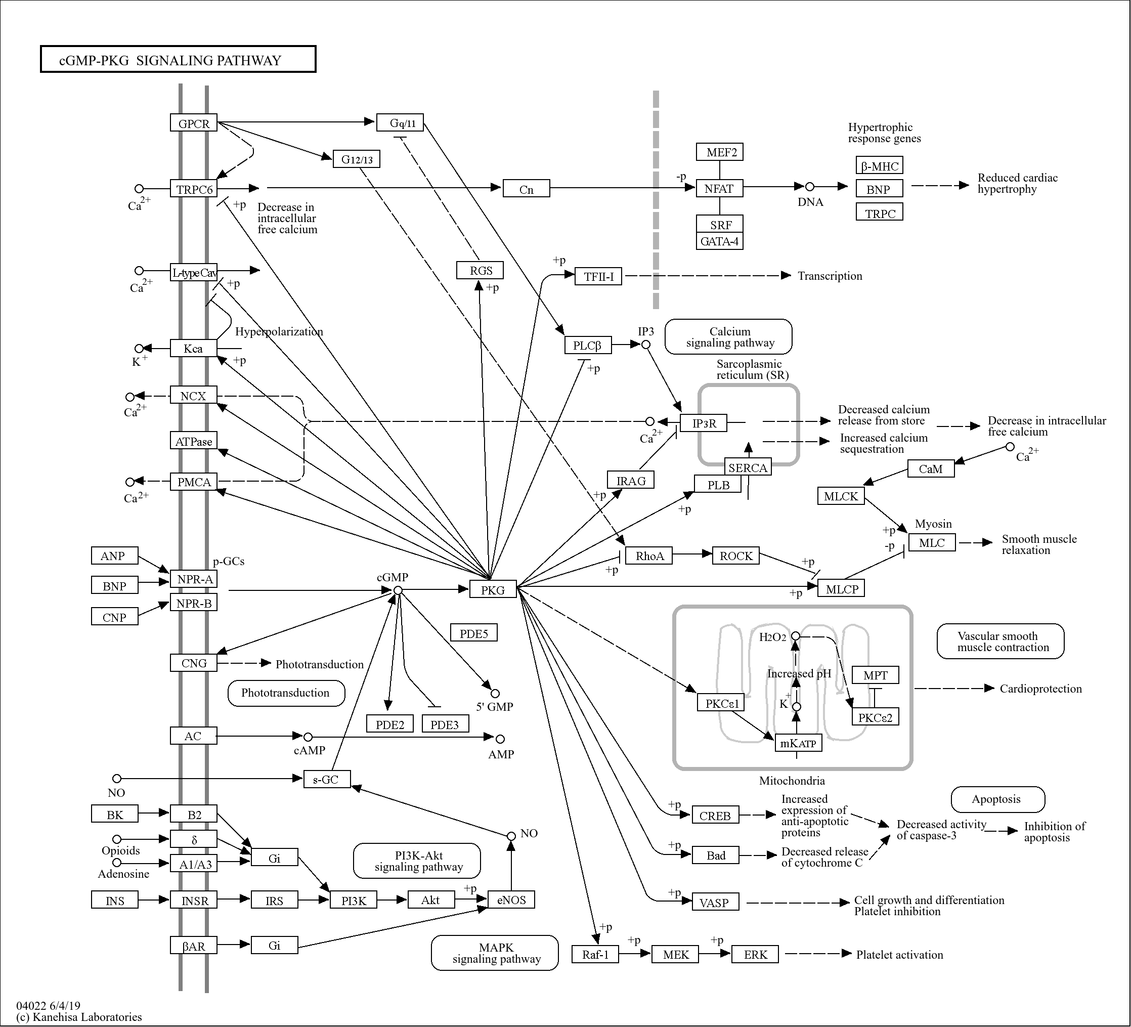 KEGG PATHWAY cGMPPKG signaling pathway Reference pathway