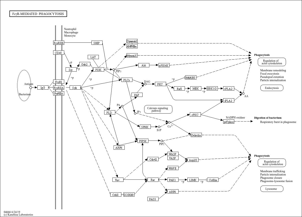 KEGG PATHWAY Fc Gamma R mediated Phagocytosis Reference Pathway