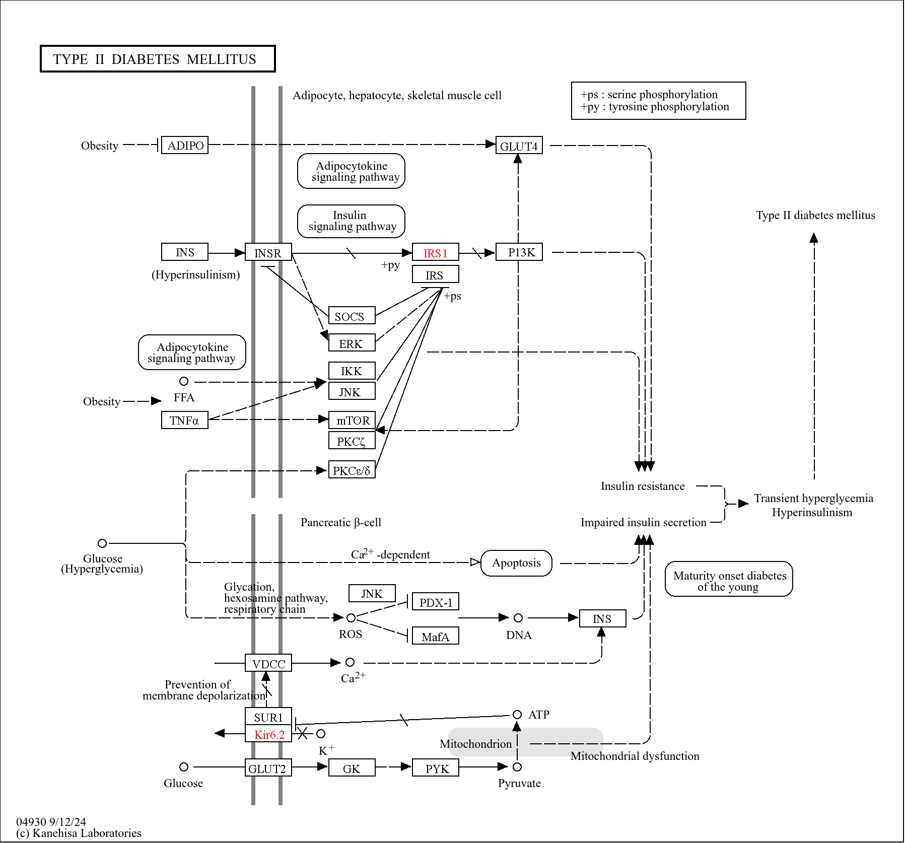KEGG PATHWAY: Type II diabetes mellitus - Reference pathway