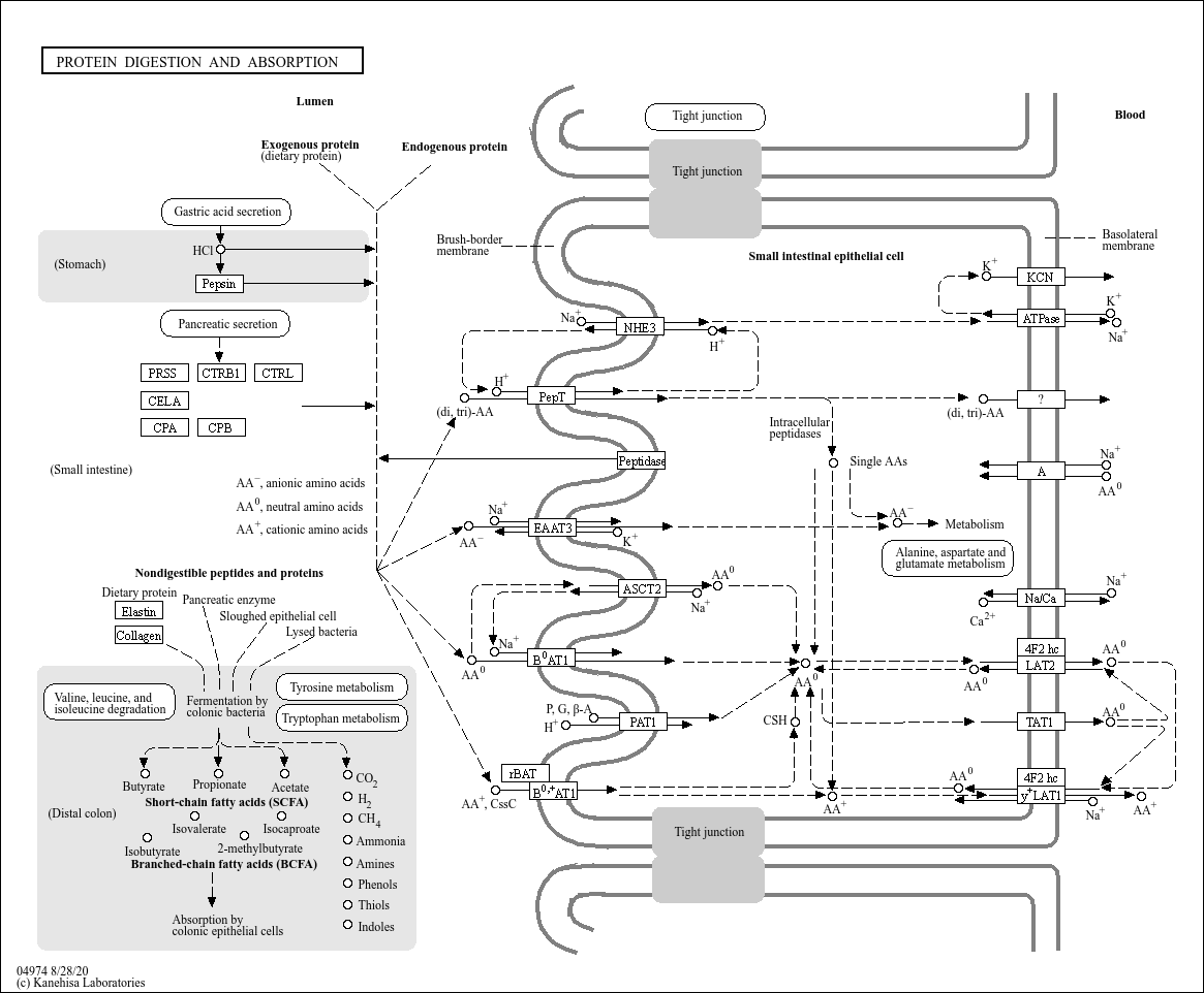 KEGG PATHWAY Protein digestion and absorption Reference pathway