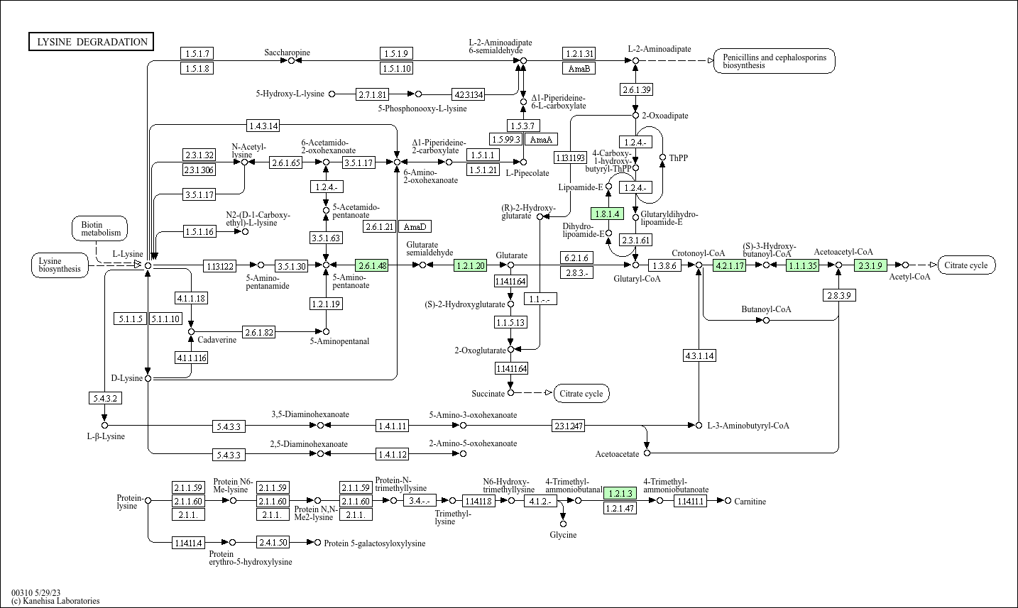 KEGG PATHWAY: Lysine degradation - Mycobacterium leprae TN