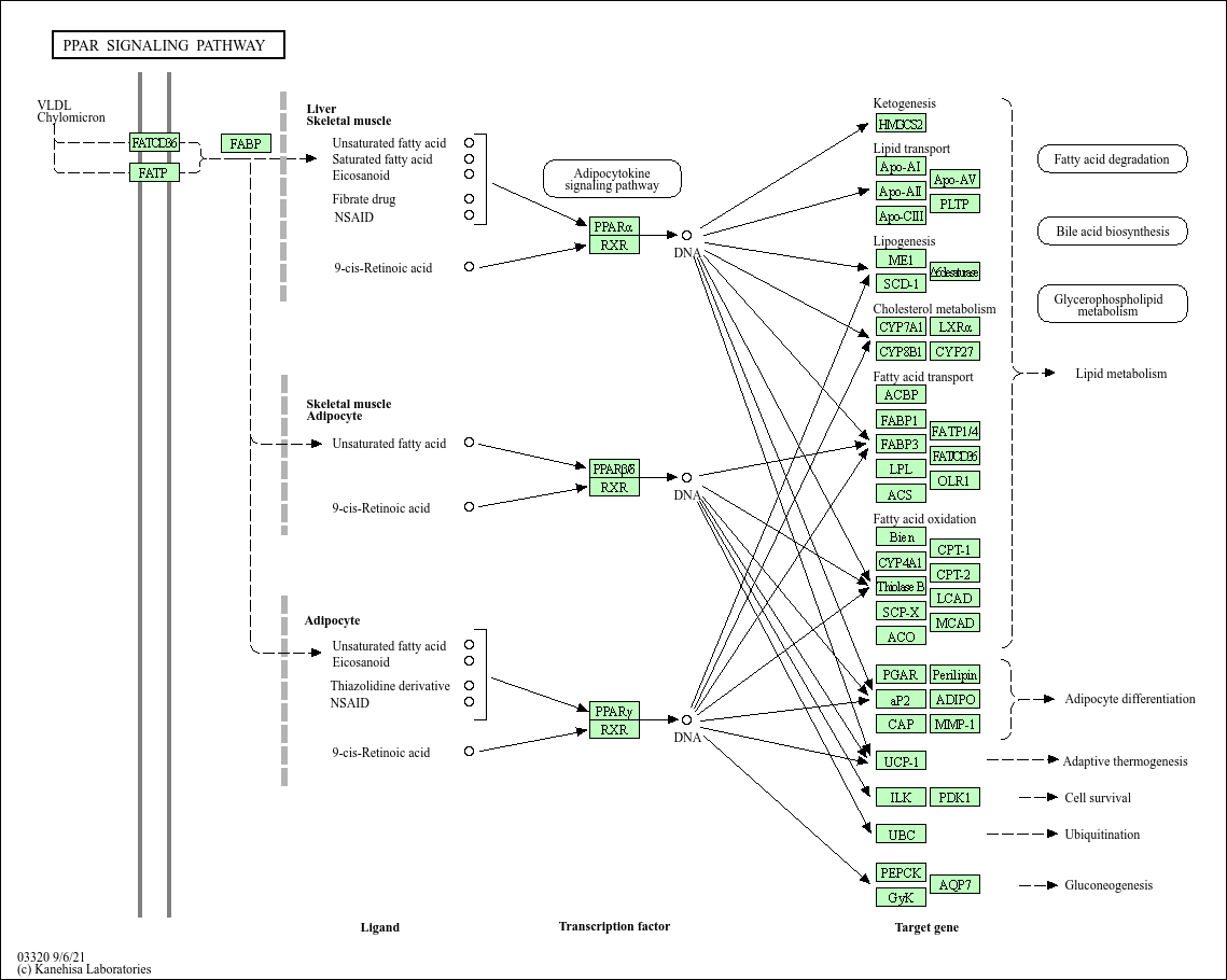 KEGG PATHWAY PPAR signaling pathway Mus musculus (house mouse)