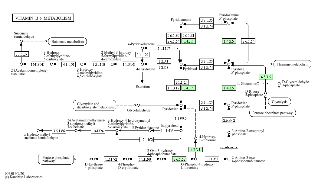 KEGG PATHWAY Vitamin B6 metabolism Mycobacterium tuberculosis H37Ra