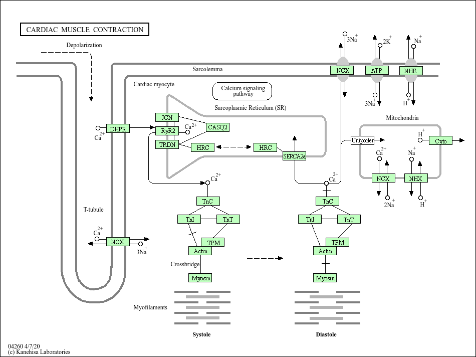 Kegg Pathway Cardiac Muscle Contraction Pan Paniscus Bonobo