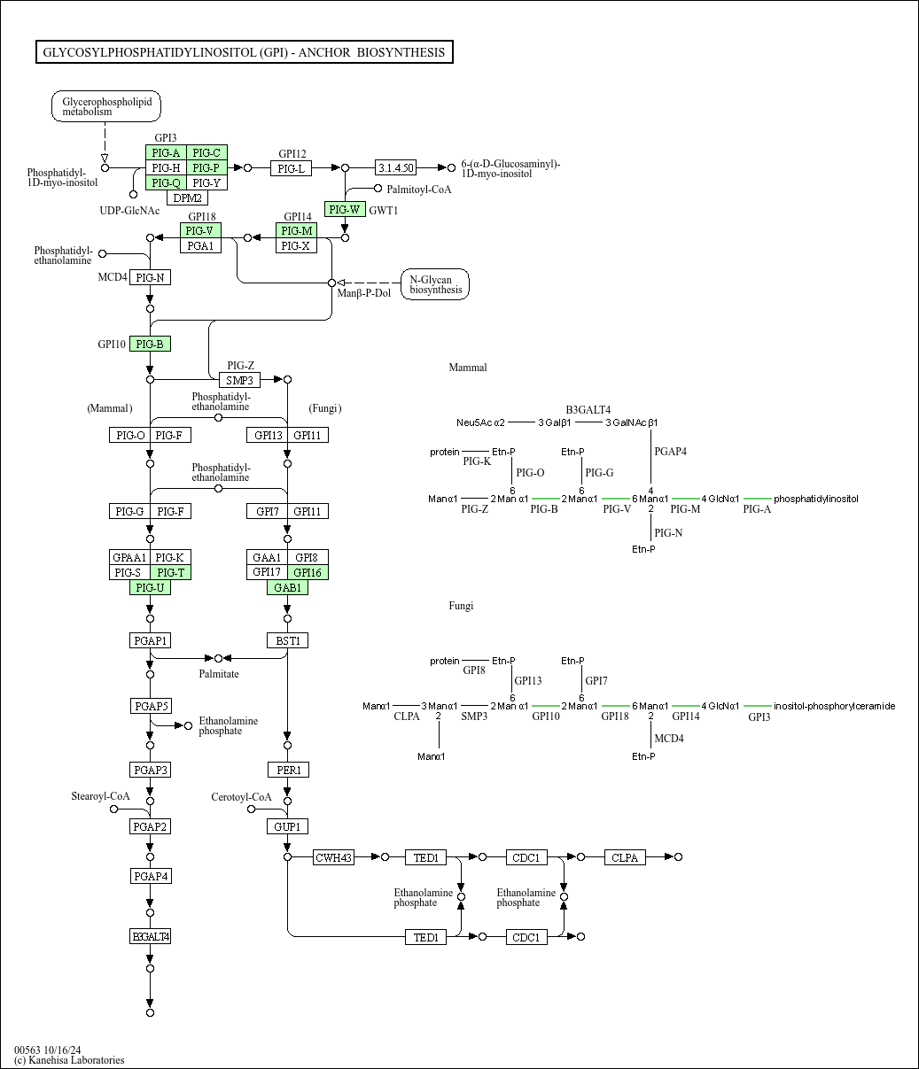 Kegg Pathway Glycosylphosphatidylinositol Gpi Anchor Biosynthesis Plasmodium Vivax