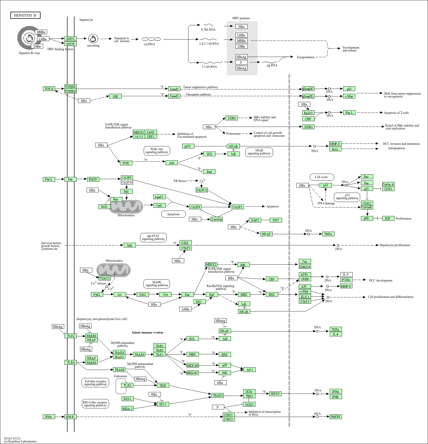 Pathway hepatitis