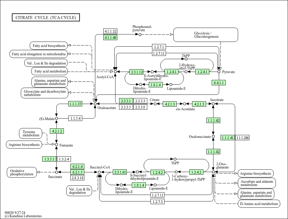 KEGG PATHWAY Citrate cycle (TCA cycle) Saccharomyces cerevisiae