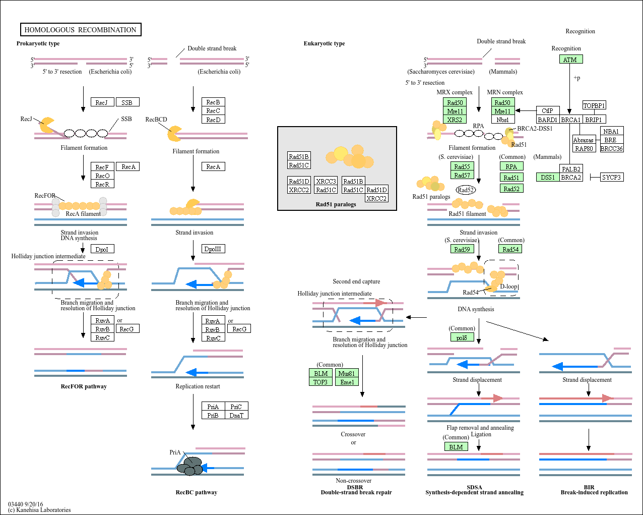 KEGG PATHWAY Homologous Saccharomyces cerevisiae