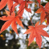 maple_logo